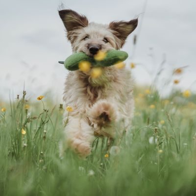Thumbnail 2: HUNTER Hundespielzeug Florenz, Raupe 22 cm