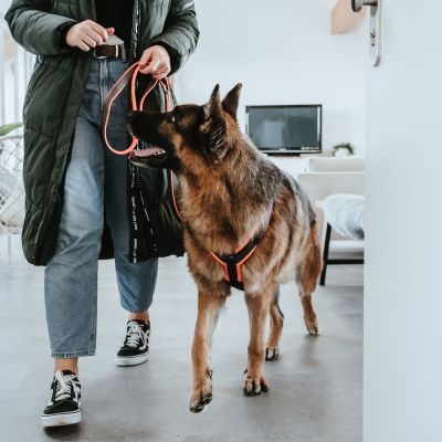 Thumbnail 11: HUNTER Sicherheitsgeschirr Maldon mit Griff M, orange/grau