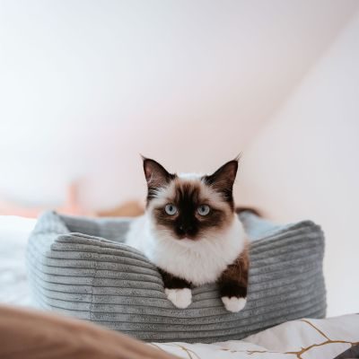 Thumbnail 5: stylecats® Katzenbett Rimini S (40 x 40 cm), koriander