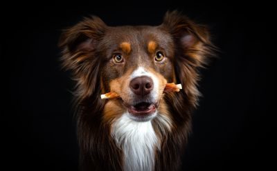 Thumbnail 3: mascota vital Hähnchenfilet auf Kaurolle, Zahnpflege Kauartikel für Hunde, 900 g