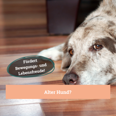 Thumbnail 2: BeG Buddy Gelenktabletten für Hunde, Knochen & Bewegungsapparat