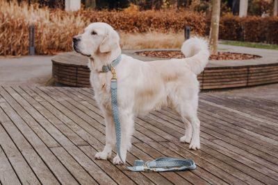 Thumbnail 2: Hey Lana Premium Hundehalsband Gepolstert Anthrazit / Eisblau / M/37-47