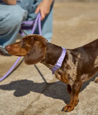 Thumbnail 4: CAFIDE Halsband, Ona