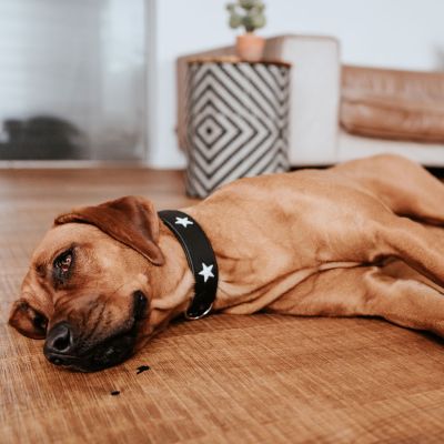 Thumbnail 8: HUNTER Halsband Magic Star M (55), schwarz