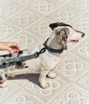 Thumbnail 7: CAFIDE Recyceltes PET-Halsband, Juno