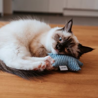 Thumbnail 2: stylecats® Katzenspielzeug Little Stars Baldrian blau 8 cm