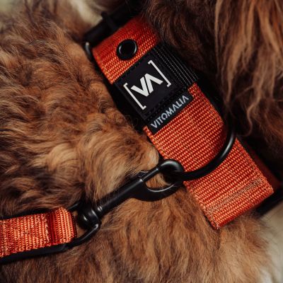 Thumbnail 2: Vitomalia VitomaliaKlassisches Hundehalsband mit abstehender Innenfütterung - Nero Braun
