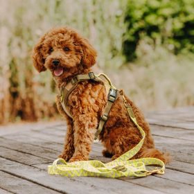 Hey Lana Premium Führleine - 3-fach verstellbar XS-S/2-200 / Olivgrün/Neongelb