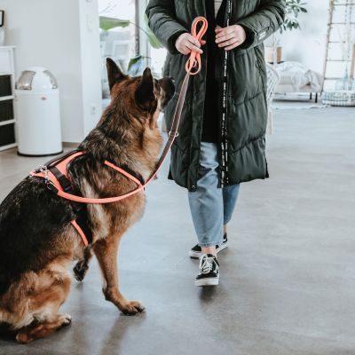 Thumbnail 9: HUNTER Sicherheitsgeschirr Maldon mit Griff M, orange/grau