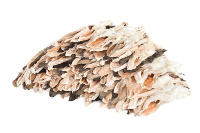 Thumbnail 2: Kaureks Natur Hundeleckerlies Kaninchenohren mit Fell 4x500g