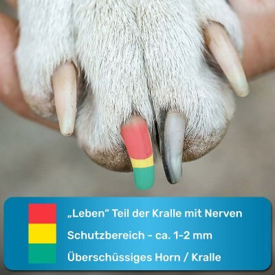 Thumbnail 2: BluePet Krallenschere verstellbar für große Hunde I Krallenschneider extra scharf für harte Krallen I Schnittöffnung auf alle Krallendurchmesser einstellbar