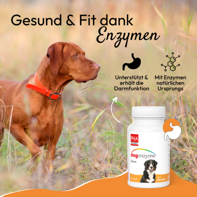 Thumbnail 3: PHA PetVet - PHA dogenzyme – Darm 100 Tabletten (46 g) - Enzymkombinationspräparat für den Erhalt und die Unterstützung der normalen Darmfunktionen des Hundes.