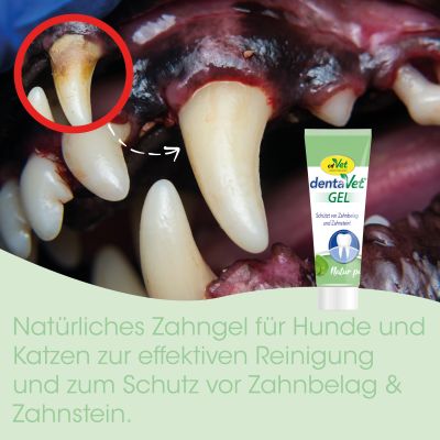 Thumbnail 4: dentaVet Gel 35 g – Natürliche Zahnpflege für Hunde & Katzen mit Zeolith