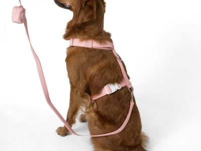 Thumbnail 6: SimplePets 3-in-1 Geschirr Set