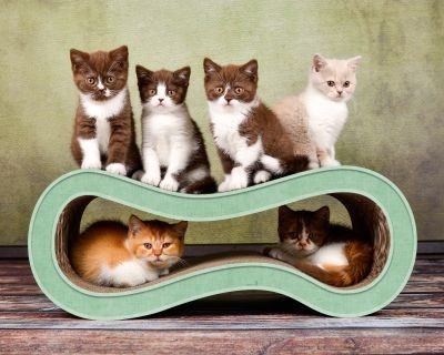 Thumbnail 4: cat-on SINGHA M Design Katzenmöbel, Hemlock mintgrün