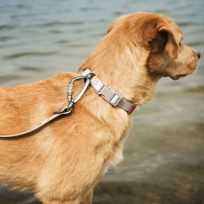 Thumbnail 5: HUNTER Verstellbare Führleine Havanna 20/200, greige