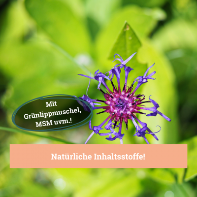 Thumbnail 6: BeG Buddy Gelenktabletten für Hunde, Knochen & Bewegungsapparat