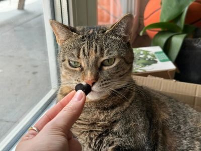 Thumbnail 5: Patsli Immunsystem der Katze stärken mit Vitamin B-Komplex & Inulin