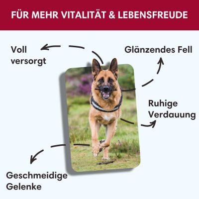 Thumbnail 5: Sollis Hundetrockenfutter mit Angus-Rind 2 kg