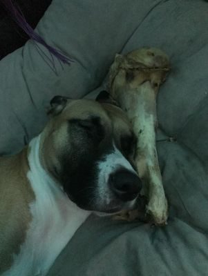 Thumbnail 3: kauartikel.com Rinder Jumbo-Knochen - Hunde-Kauartikel - Hunde-Snack - Kausnack - Leckerli