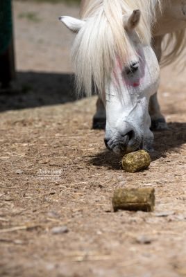 Thumbnail 2: LAX Lax Wiesen Knusperstange - Heu + Gemüse 24 kg - 32 Stangen