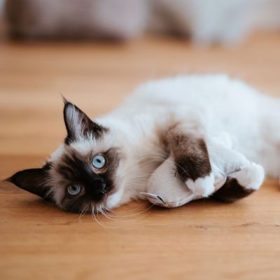 Thumbnail 4: stylecats® Katzenspielzeug Cloudy Baldrian hellgrau 15 cm