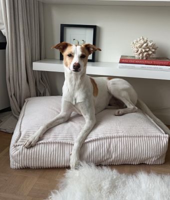 Thumbnail 7: CAFIDE Hundebett, Cuadra