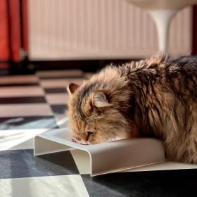 stylecats® Katzenbar Spacy Single weiß, 200 ml