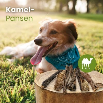 Thumbnail 2: kauartikel.com Kamel-Pansen - hypoallergener Hunde-Kauartikel - Hunde-Snack - Kausnack - Leckerli