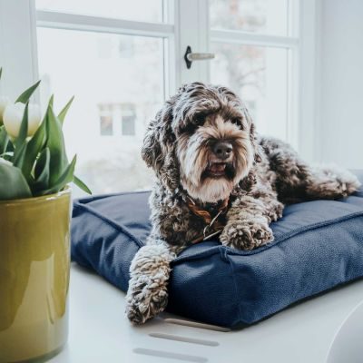 HUNTER Orthopädisches Hundekissen Merida M (75 x 50 cm), royalblau