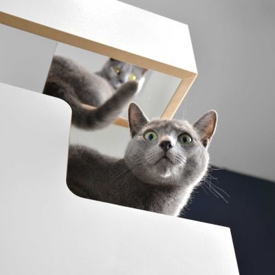 Thumbnail 11: stylecats® Kratzbaum Empire weiß hellgrau/hellgrau, 180 x 50 cm