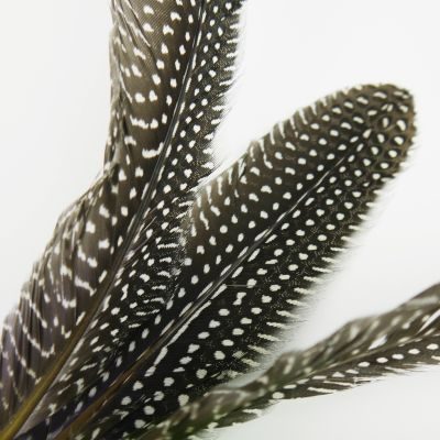 Thumbnail 6: SCHLITZOHR Ersatzfedern 5 stk. Classic