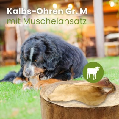 Thumbnail 3: kauartikel.com Kalbs-Ohren Gr. M mit Muschelansatz - Hunde-Kauartikel - Hunde-Snack - Kausnack - Kälber-Leckerli  (Rind)