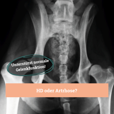 Thumbnail 4: BeG Buddy Gelenktabletten für Hunde, Knochen & Bewegungsapparat