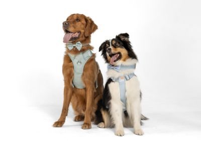 Thumbnail 3: SimplePets 3-in-1 Geschirr Set