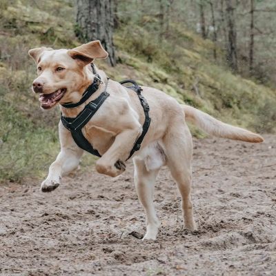 Thumbnail 5: Rudelkönig Gepolstertes Brustgeschirr mit Haltegriff, Verstellbares Hundegeschirr