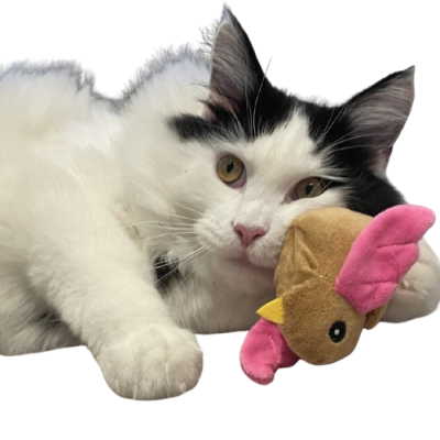 Thumbnail 4: Lucky-Kitty Vogel "Natur Pur" mit Katzenminze (Nachfüllbar!)