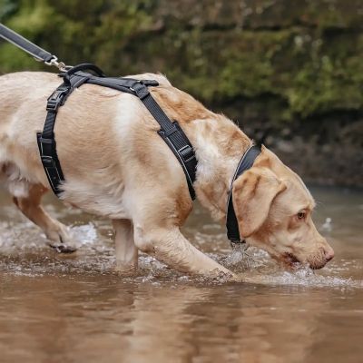 Thumbnail 6: Rudelkönig Gepolstertes Brustgeschirr mit Haltegriff, Verstellbares Hundegeschirr