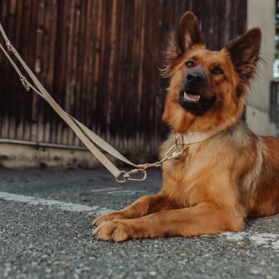 Thumbnail 5: Vitomalia VitomaliaPiñatex Luxus-Hundehalsband aus nachhaltiges Ananas-Leder in Beige