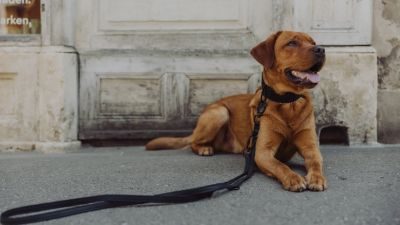 Thumbnail 8: Vitomalia VitomaliaPiñatex Luxus-Hundehalsband aus nachhaltiges Ananas-Leder in Schwarz
