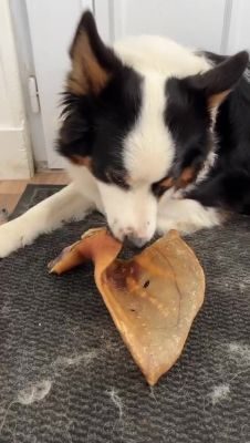 Thumbnail 4: kauartikel.com Schweine-Ohren XXL - Hunde-Kauartikel - Hunde-Snack - Kausnack vom Schwein - Leckerli