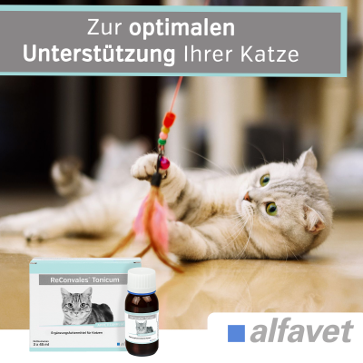 Thumbnail 4: alfavet ReConvales Tonicum Katze   3 x 45 ml