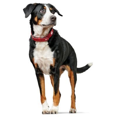 Thumbnail 3: HUNTER Halsband Swiss XL (75), rot/schwarz