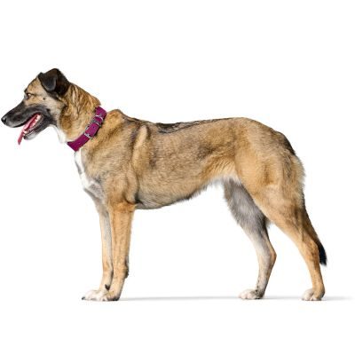 Thumbnail 6: HUNTER Halsband Malta M (55), magenta/schwarz