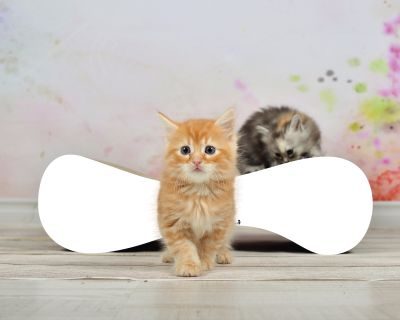 cat-on LE VER S Kratzwelle für Katzen