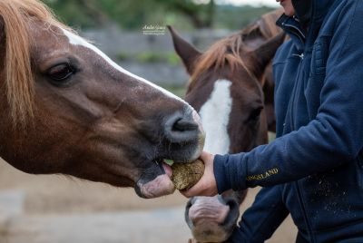 Thumbnail 2: LAX Lax Wiesen Knusperstange - Heu + Luzerne + Gemüse - 13 kg - 16 Stangen