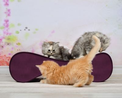 Thumbnail 4: cat-on LE VER S Kratzwelle für Katzen, violett (070)