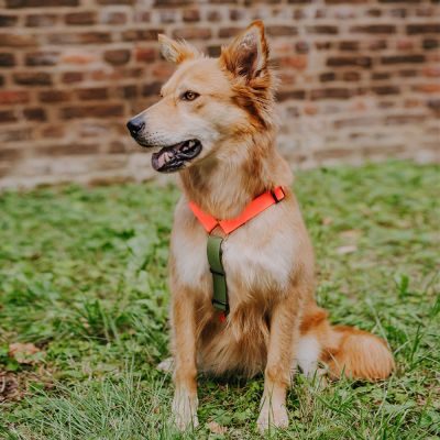 Thumbnail 6: Hey Lana Führgeschirr - Outdoor FLEX - 5-fach verstellbar mit Haltegriff Neonorange / Grün / S