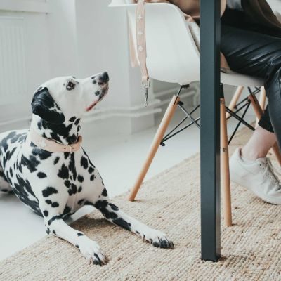 Thumbnail 1: HUNTER Halsband Swiss S-M (47), natur/beige