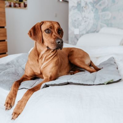 Thumbnail 10: HUNTER Hunde-Reisedecke Rockford XL (120 x 80 cm), anthrazit/hellgrau